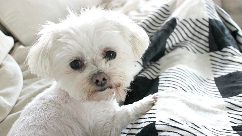 HOW I STAY WARM AND COZY YEAR-ROUND